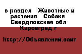  в раздел : Животные и растения » Собаки . Свердловская обл.,Кировград г.